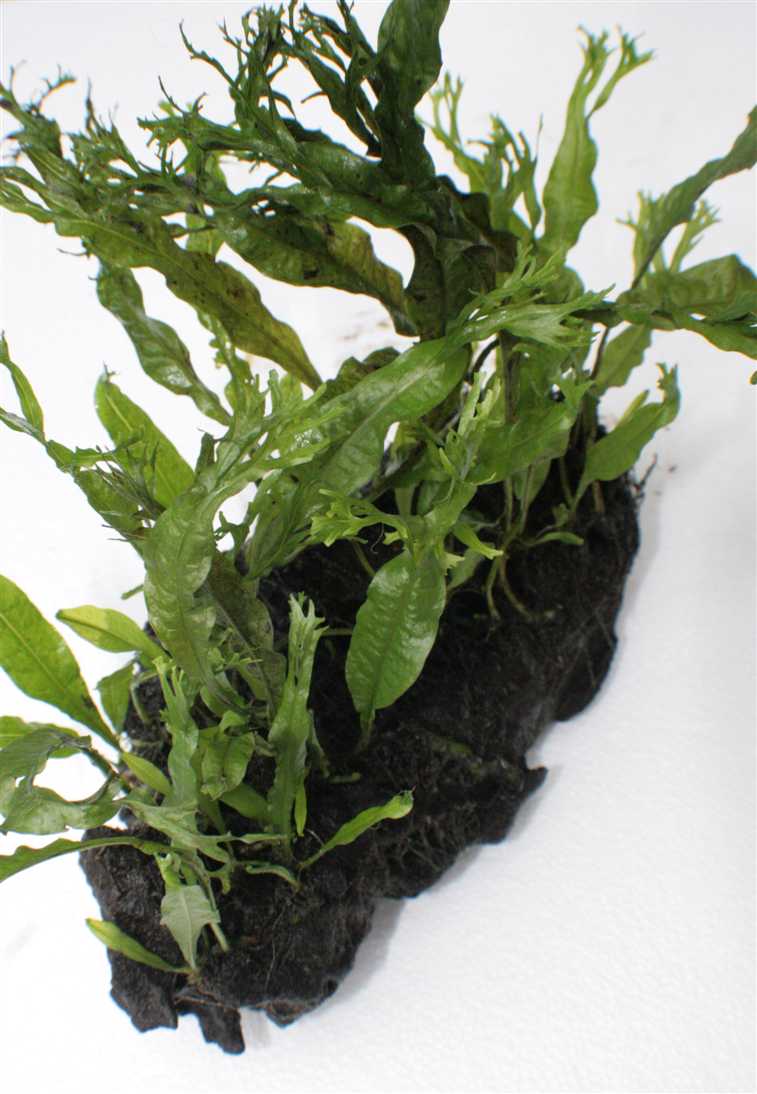 Microsorium crisped leaves driftwood M(N